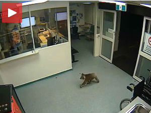 Добар дан, где да предам књижицу?