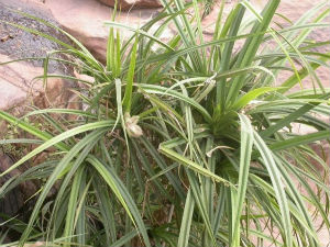 Биљка – детектор дијаманата