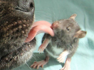 Пријатељство не познаје границе