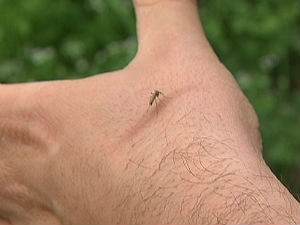 Почело уништавање комараца у Пироту