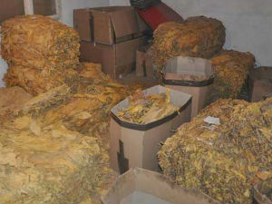 Заплењено скоро две тоне дувана 