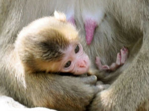 Без увреде, Британци: Јапанско мајмунче остаје Шарлот