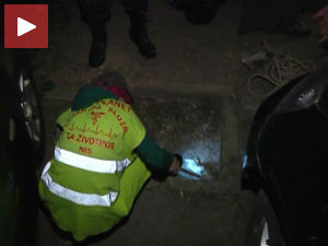 Ниш, потрага за јазавцем