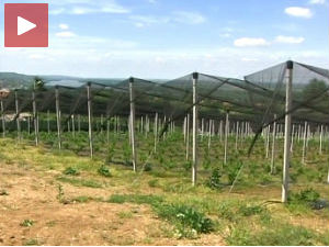 Нема новца за противградну заштиту, чека се нови закон