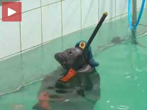 Симпатичне руске фоке прославиле Дан победе