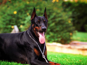 Доберман изуједао близанце у Јагодини