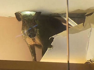 Хонгконг: И дивље свиње иду у куповину