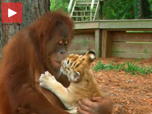 Време нежности