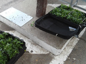 Кофери пуни марихуане