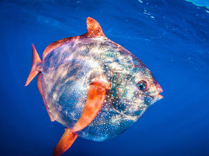 Топлокрвнa риба пркоси науци!