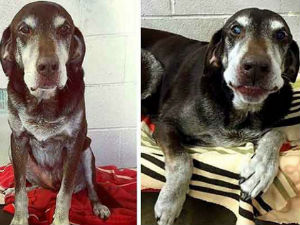 Спасао им животе, а они га оставили у азилу