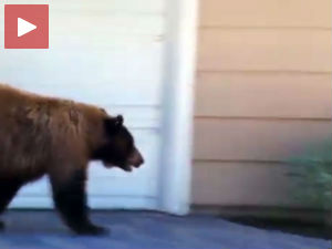 Равнотежа страха