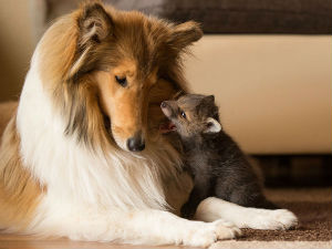 Чудна породица – женка колија и мачор усвојили лисицу