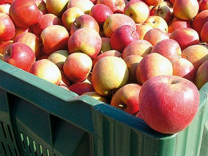 Русија због лажних сертификата вратила јабуке из Македоније