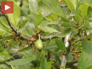 Лоша година за воћаре