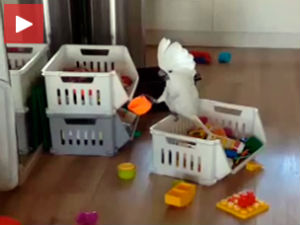 Распевавање