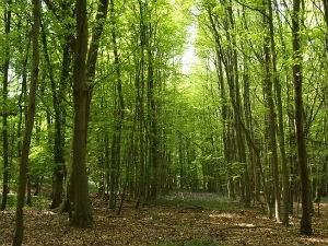Добро јутро децо