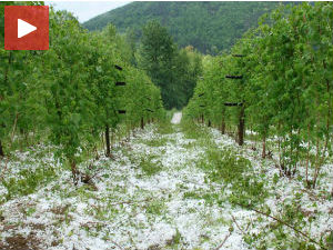 Малинари траже одштету за засаде које је уништио град