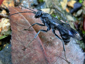 Откривена оса која користи хемијско оружје!