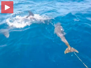 Делфину се упетљало пераје, па дошао по помоћ