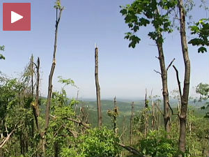 Закаснело чишћење шума уништених ледом