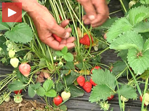 Нема довољно берача јагода