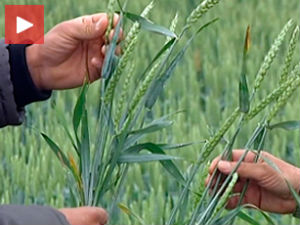 Какве приносе можемо очекивати