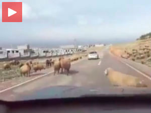 Тврдоглавост