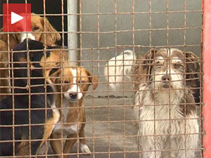 Уточиште за одбачене љубимце