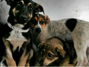 Апел да се не дозволи масовно убијање животиња