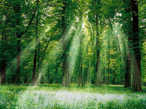 Добро јутро децо