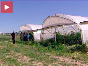 Папричице одличне, цена прениска