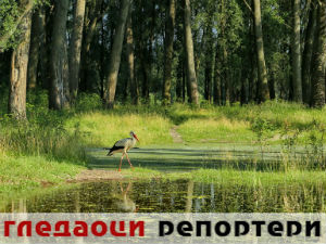 Гледаоци репортери (6. јун 2015)