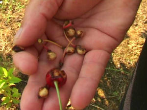 И чворци воле трешње