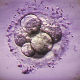 Научници ће уређивати гене људских ембриона?