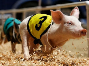 Oрганизовао трку свиња да предвиди резултат референдума! 