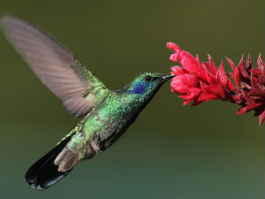 Како колибри лети и уназад?