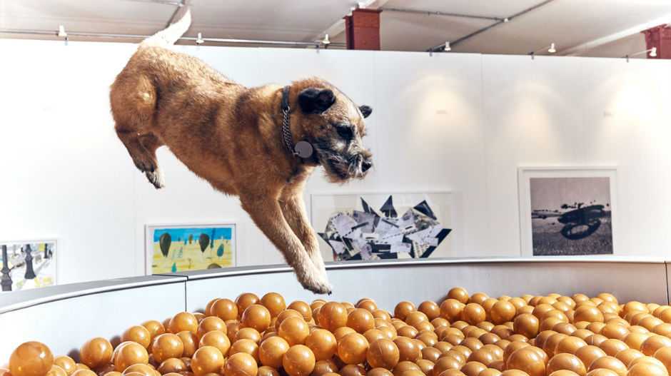 Изложба савремене уметности – само за псе!