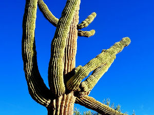 Пустињски џин – кактус сагуаро