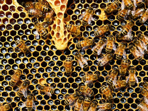Швајцарска студија о меду