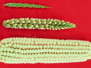 Еволуција кукуруза