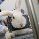 Забрана тестирања козметике на животињама и изван ЕУ