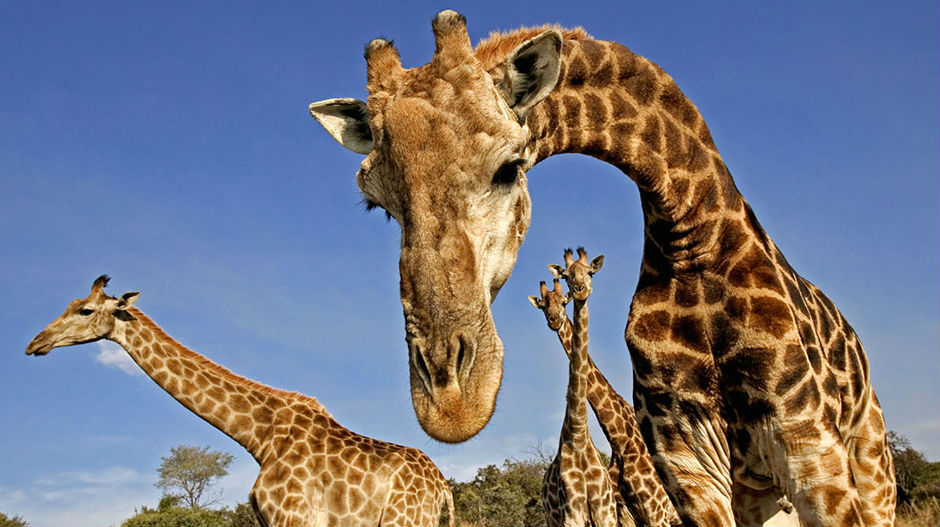 Жирафама прети изумирање