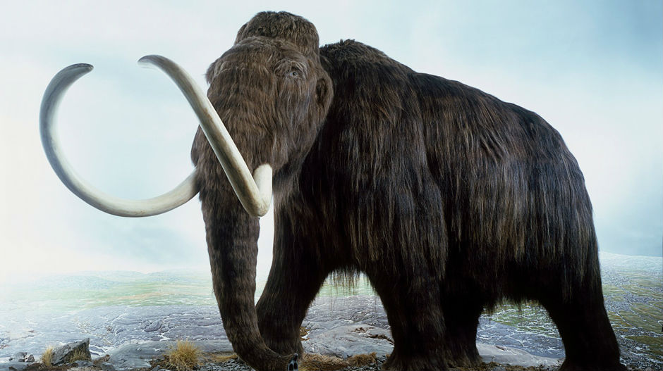 Runasti mamut na pragu „vaskrsenja“