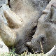 Зашто се скрива цена рога носорога?