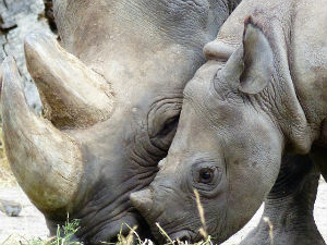 Зашто се скрива цена рога носорога?