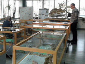 Музејска поставка у Заводу за заштиту природе Србије: минерали, биљке, животиње, екосистеми