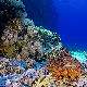 Шта нам откривају камере под океаном