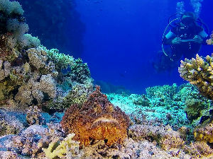 Шта нам откривају камере под океаном