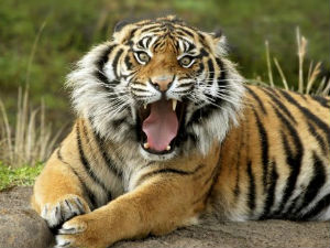 Тајна тигрове рике